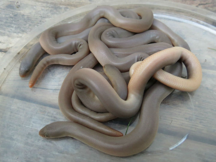 Rubber Boas